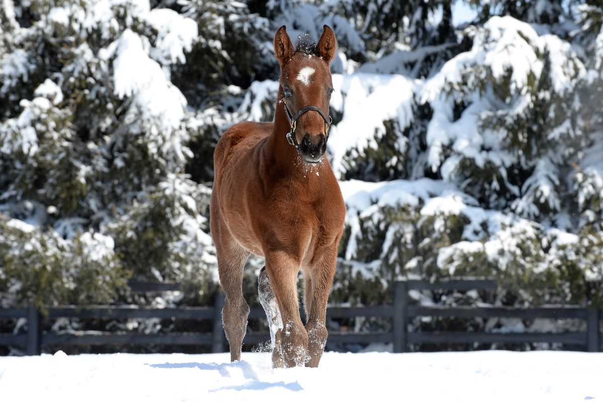 Foal in the snow America Gallery
