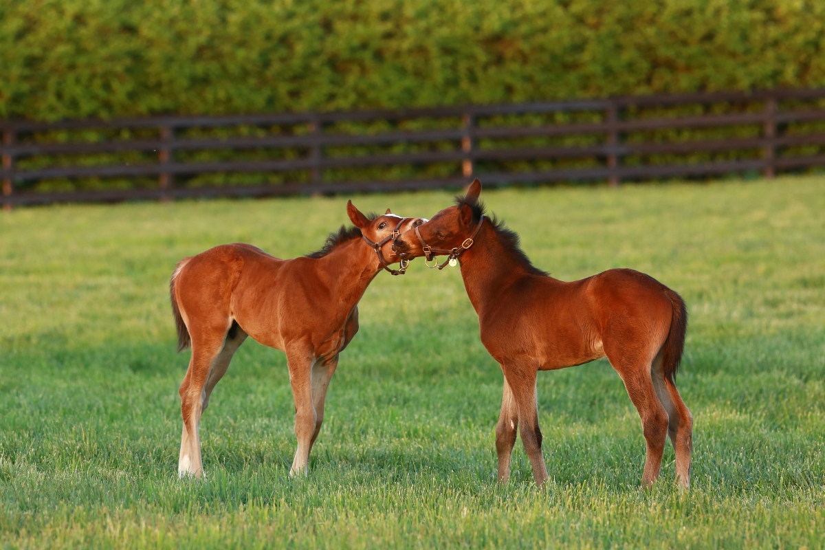 Foal playing America Gallery