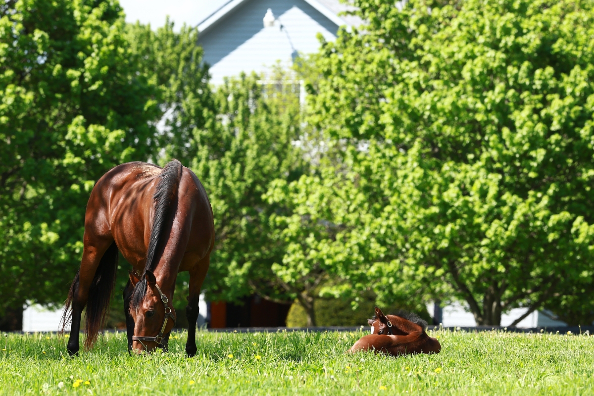 Foaling barn America Gallery