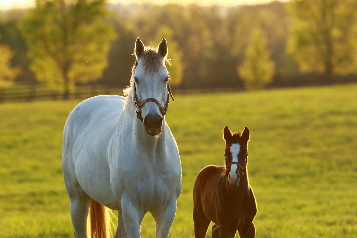 Grey mare bay foal America Gallery