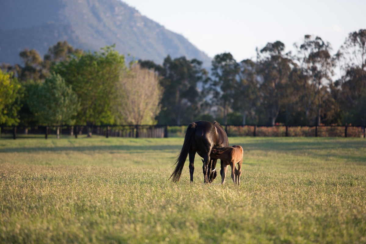 Mare & Foal Grazing Australia Gallery