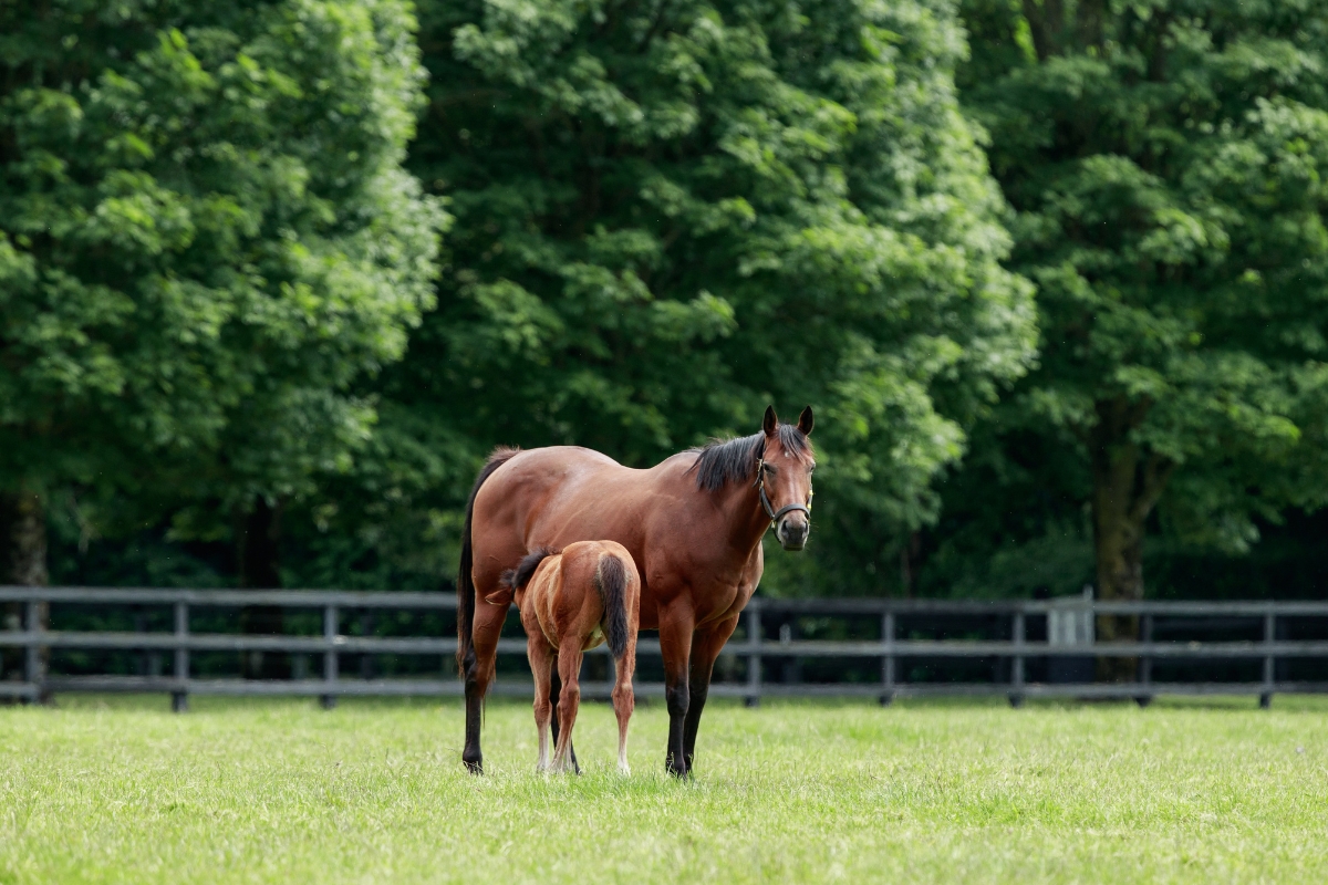 Mare & Foal Ireland Gallery (1)