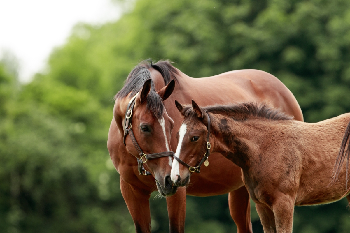 Mare & Foal Ireland Gallery