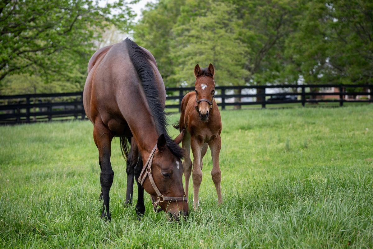 Mare & Foal grazing America Gallery