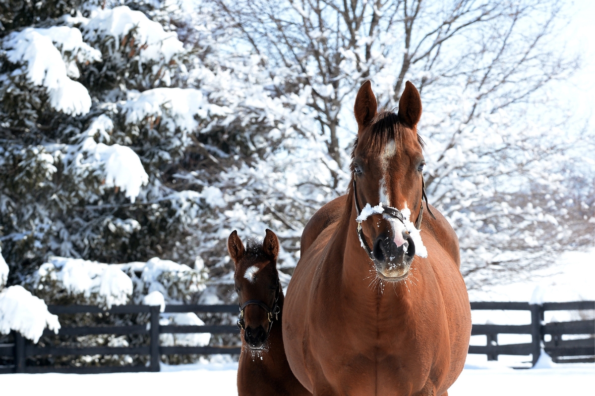 Mare & Foal in the snow America Gallery