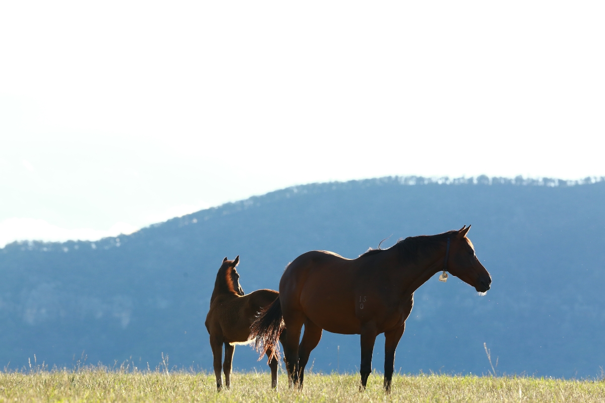 Mare & Foal paddock Australia Gallery