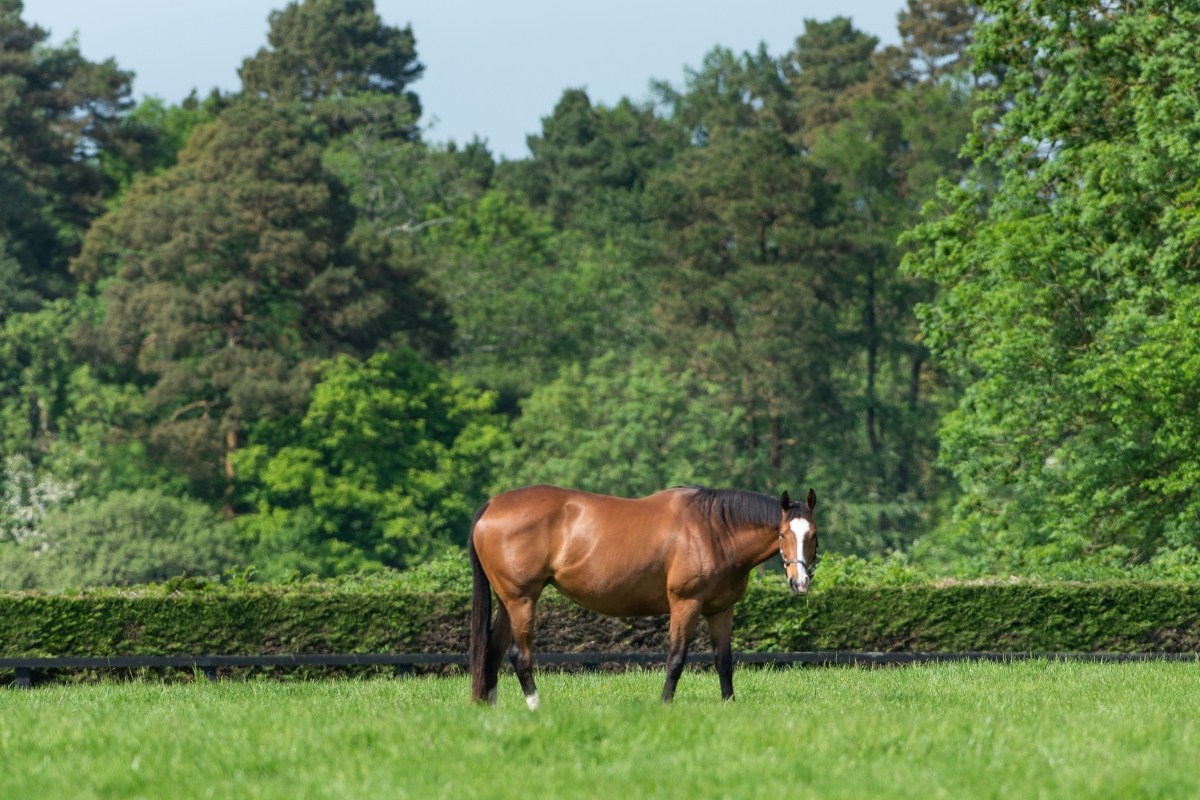 Mare in paddock Ireland Gallery