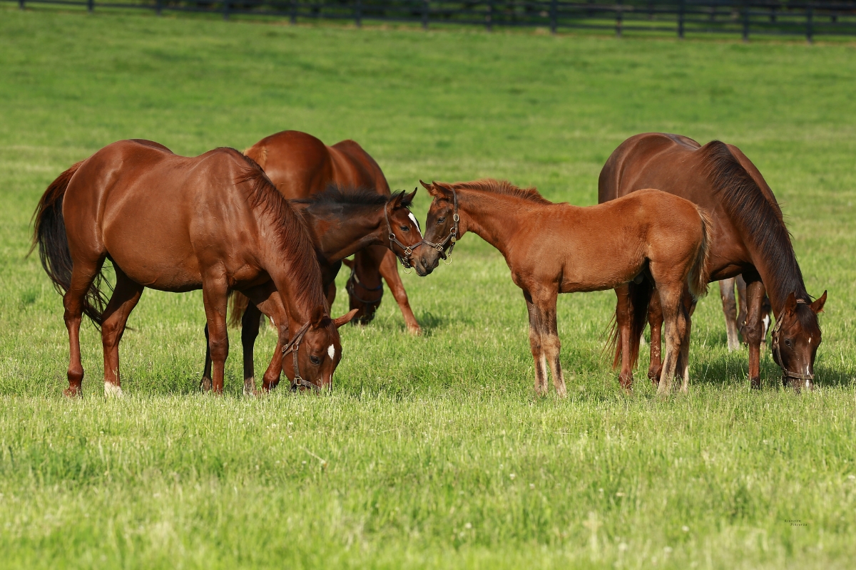 Mares & Foals America Gallery