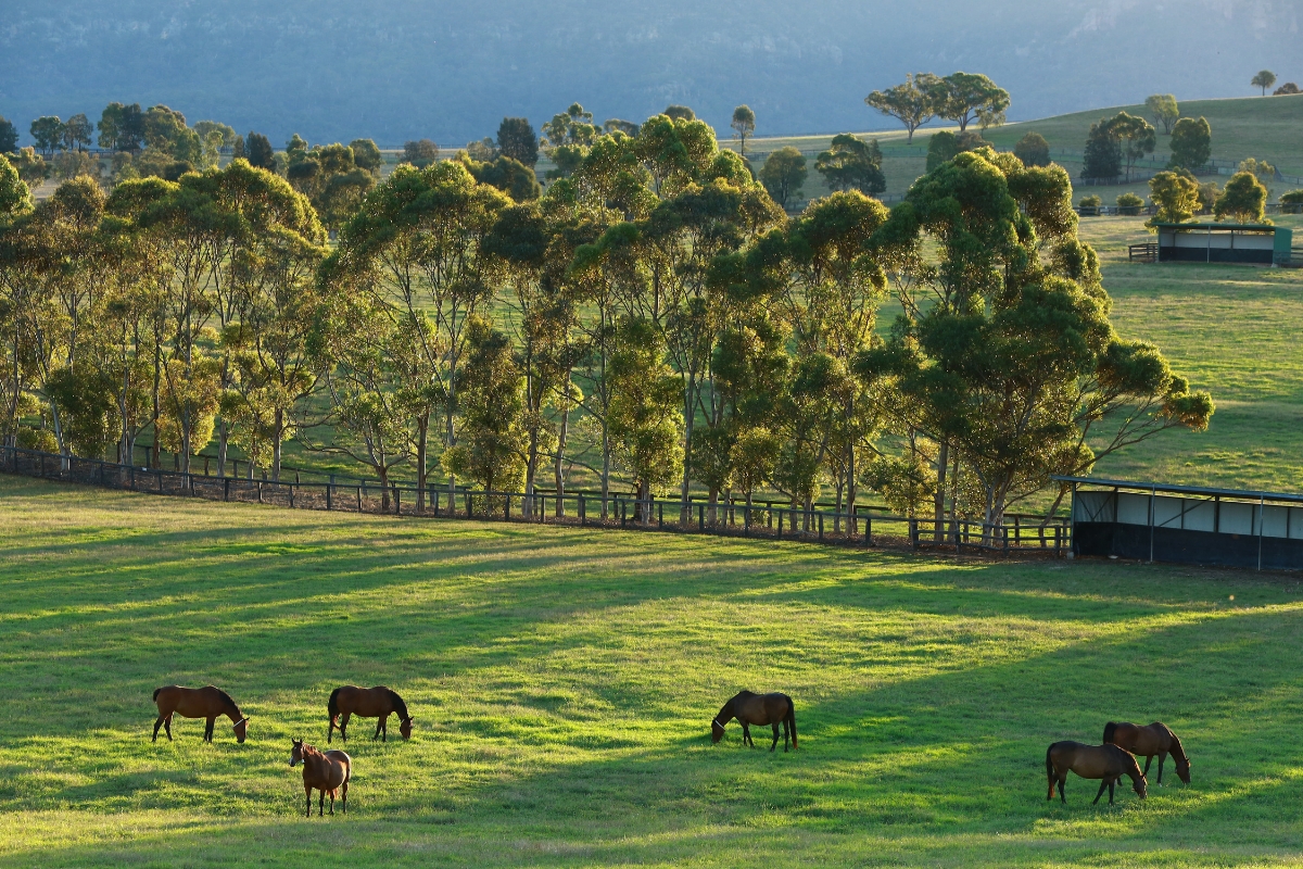 _Mares & Foals Australia Gallery