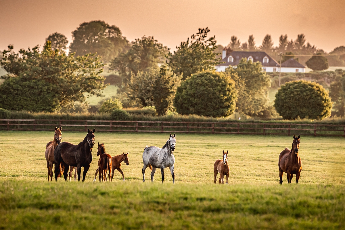 Mares & Foals Coolmore Ireland Gallery