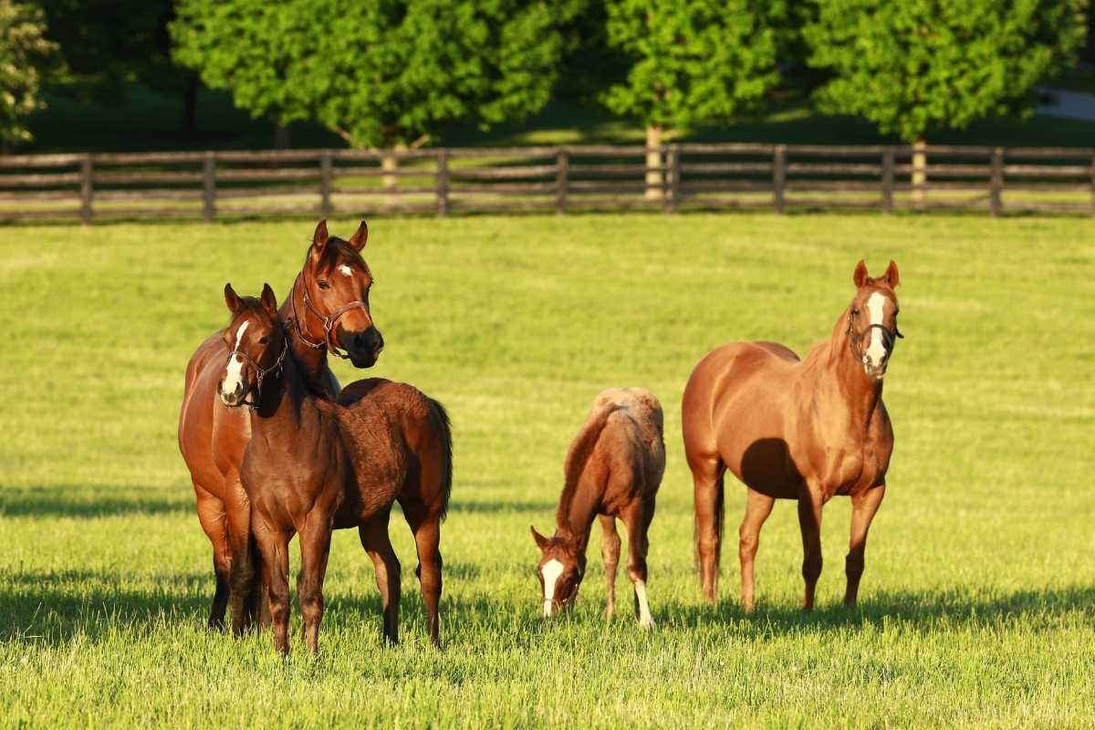 Mares & Foals brookside America Gallery