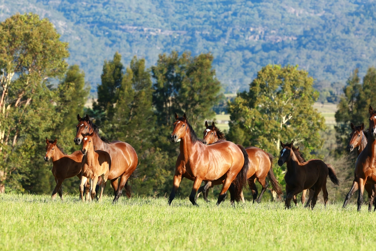 _Mares & Foals cantering Australia Gallery