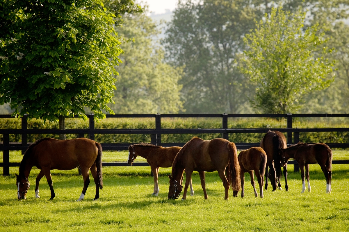Mares & Foals grazing Ireland Gallery