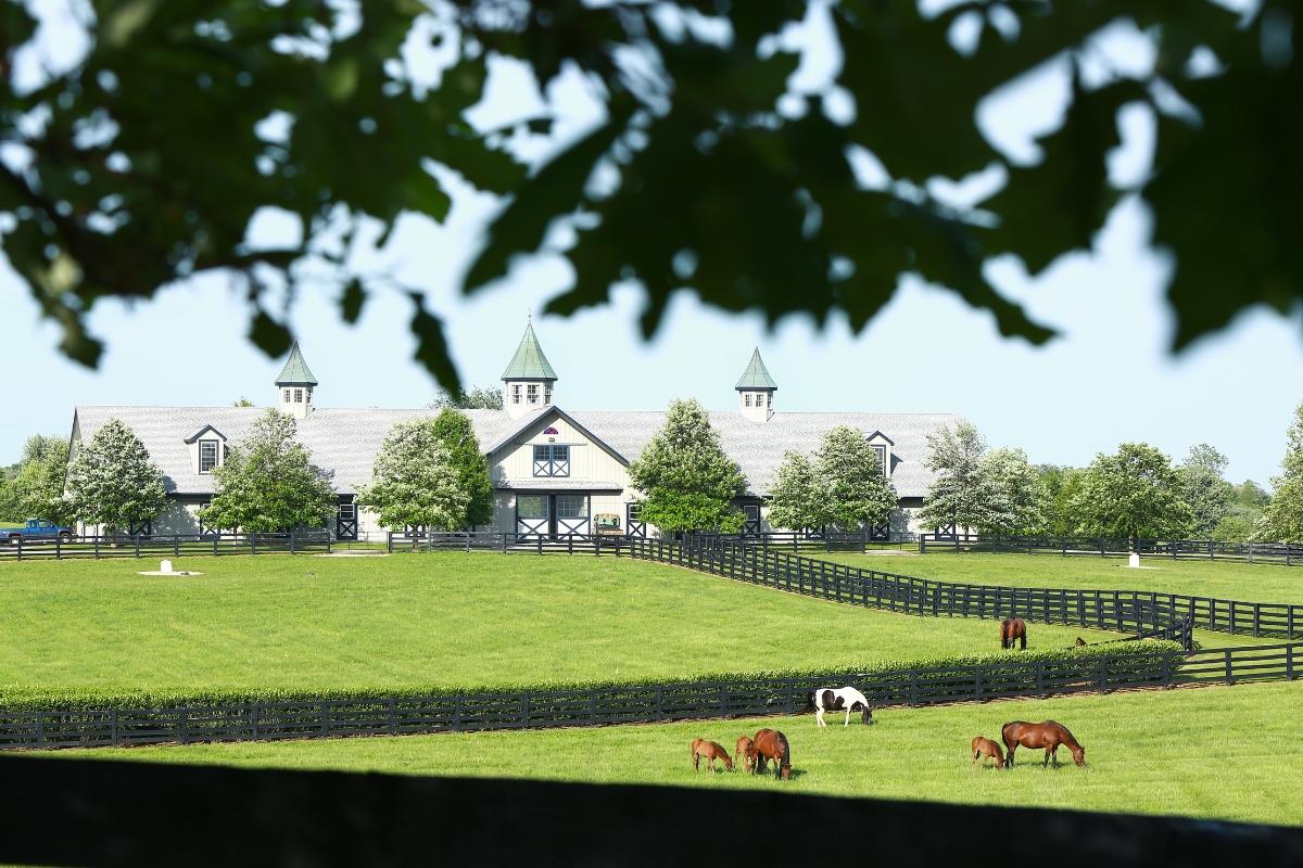 Mares & Foals in field America Gallery