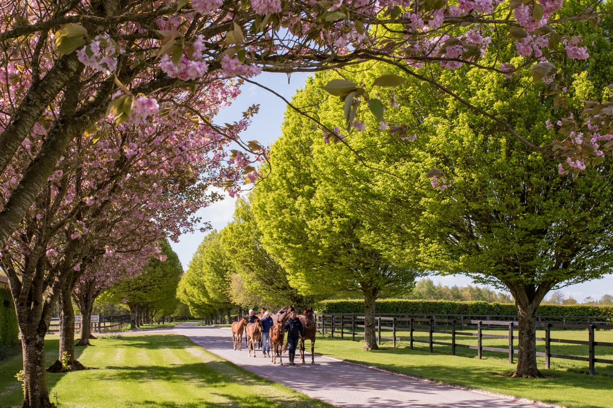 Mares & Foals under Cherry Blossom Ireland Gallery