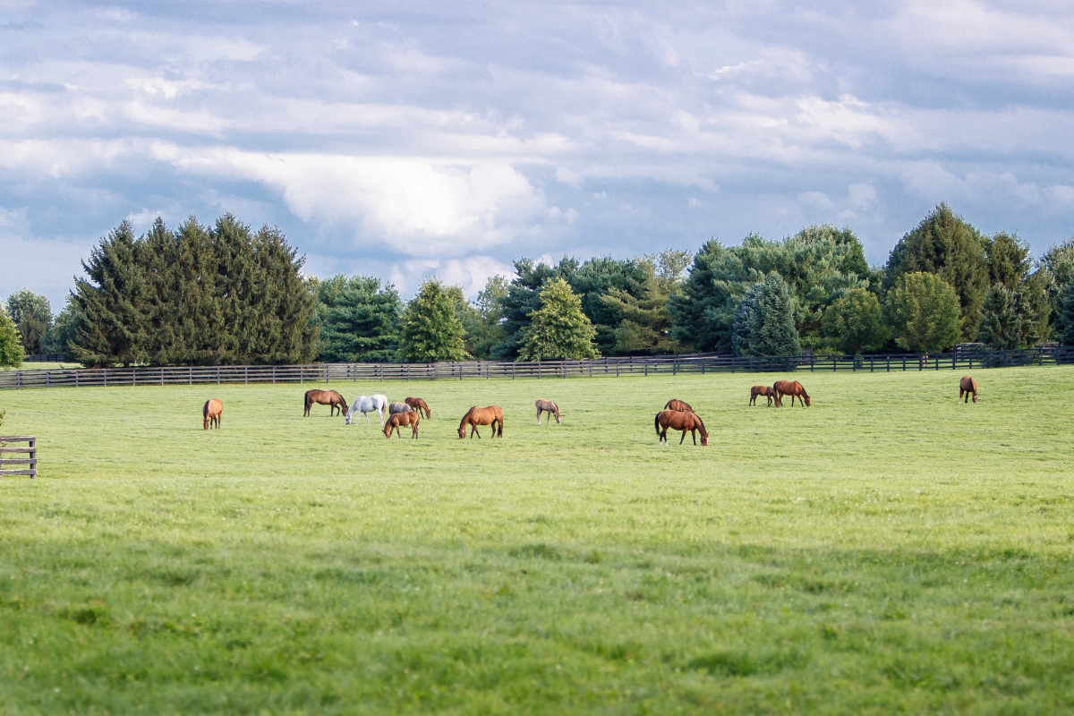 Mares and foals grazing America Gallery