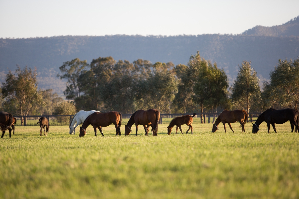 Scenic Mares & Foals Grazing Australia Gallery