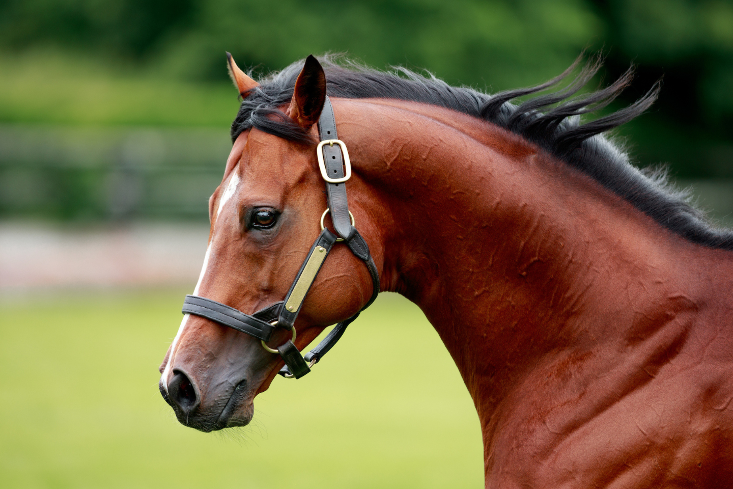 Switzerland Wins G1 Coolmore Stud Stakes - Coolmore