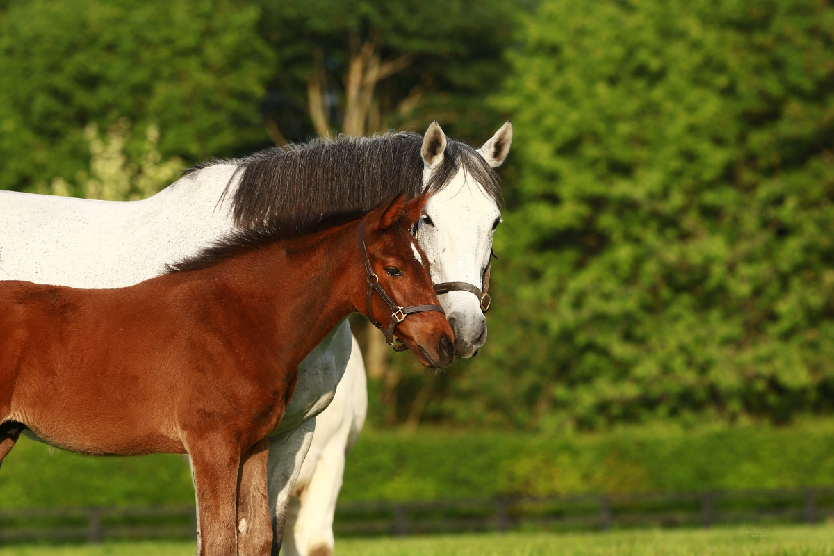 grey mare & bay foal Ireland Gallery