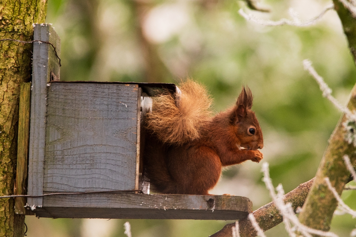 red Squirrel Ireland Gallery