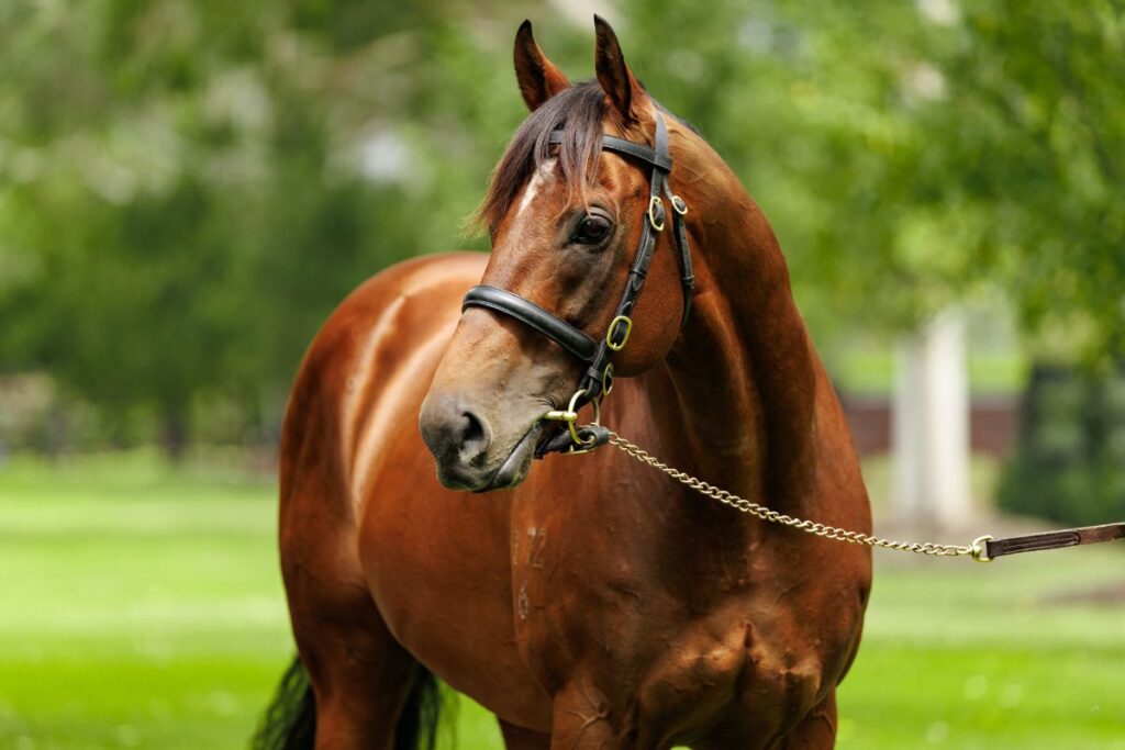 Super Seth Stallion - Coolmore