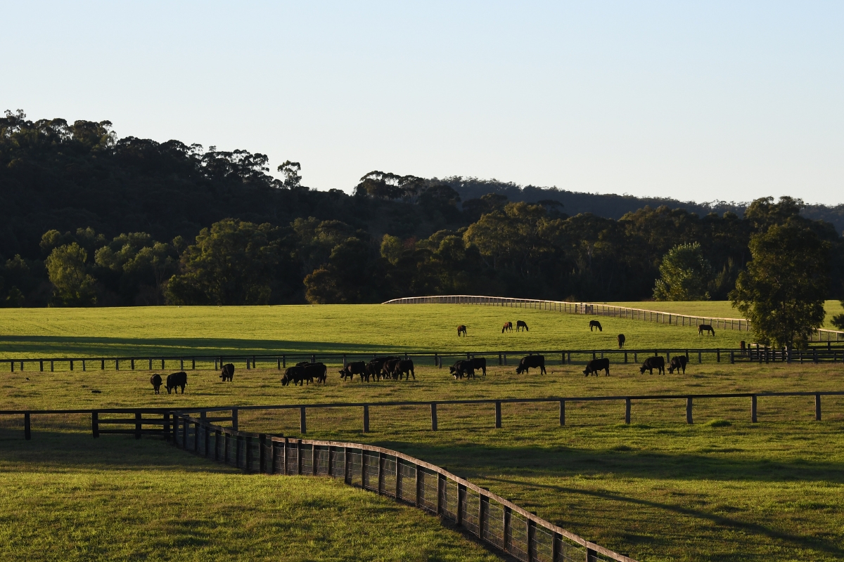 Coolmore Australia Gallery (10)