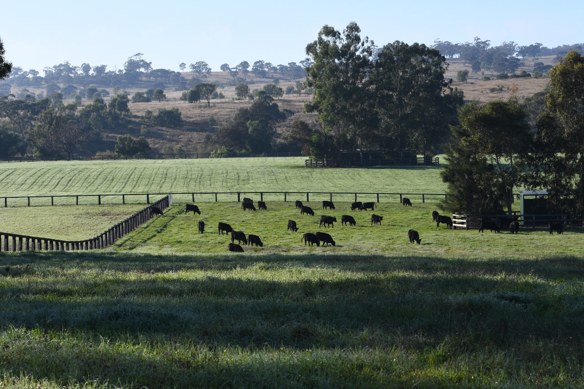 Coolmore Australia Gallery (12)