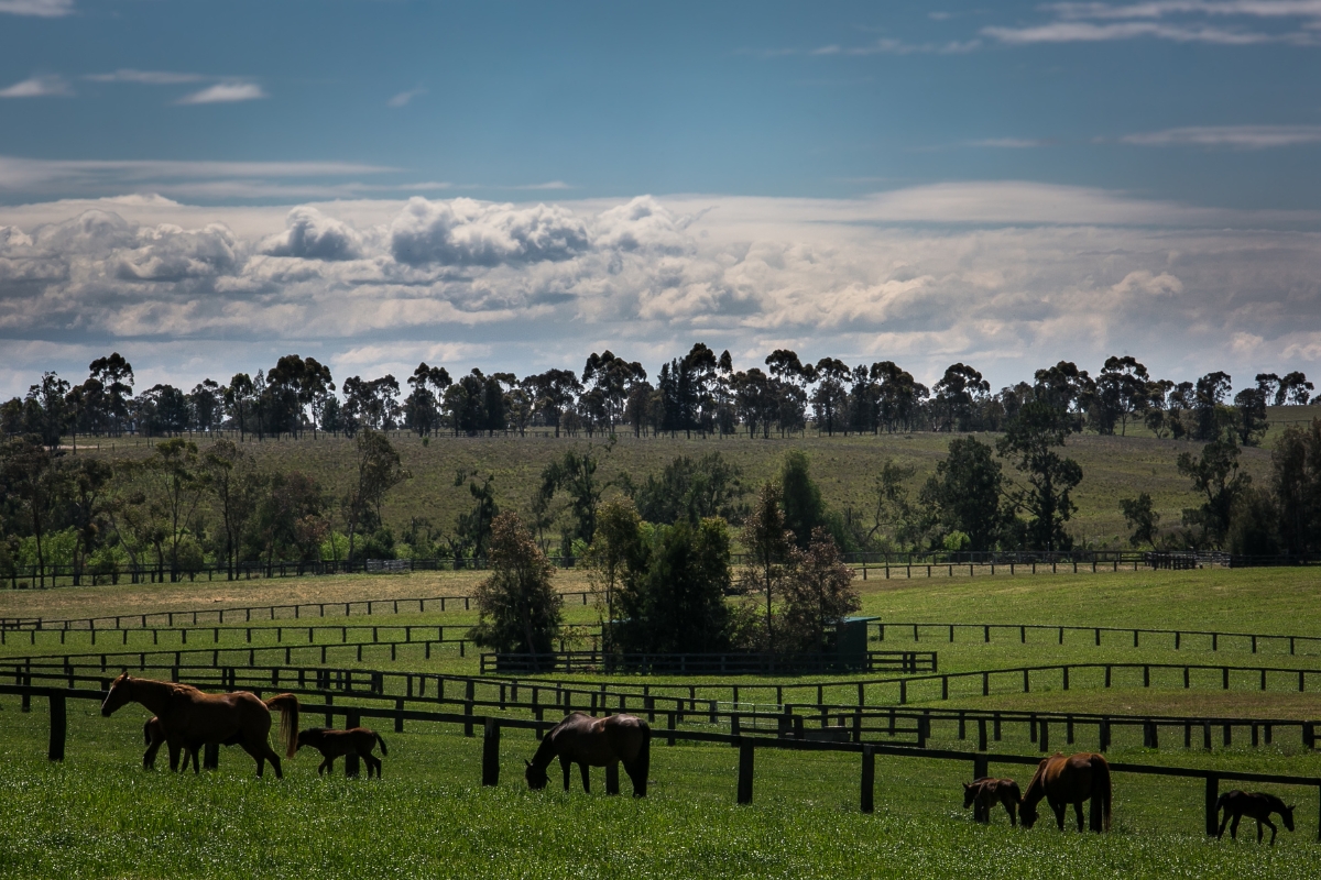 Coolmore Australia Gallery (17)