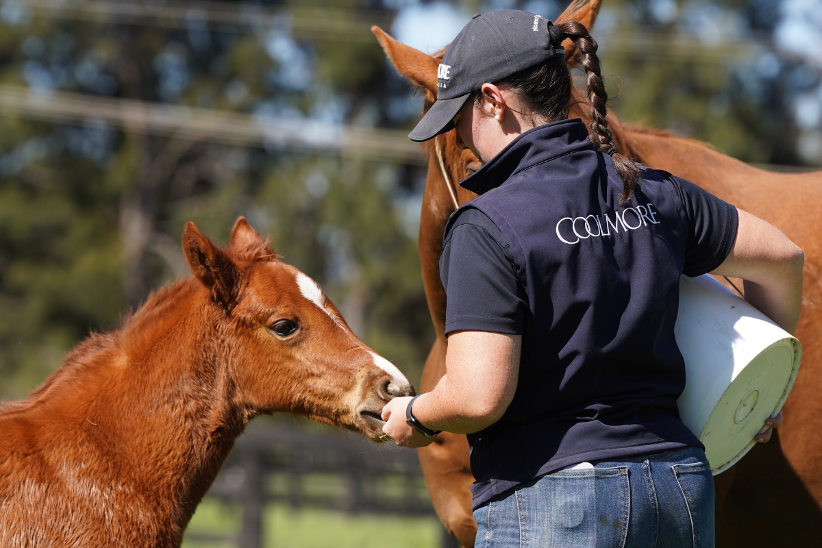 Coolmore Australia Gallery (18)