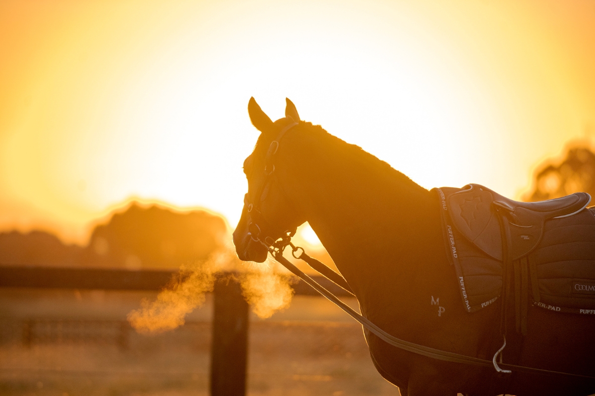 Coolmore Australia Gallery (2)