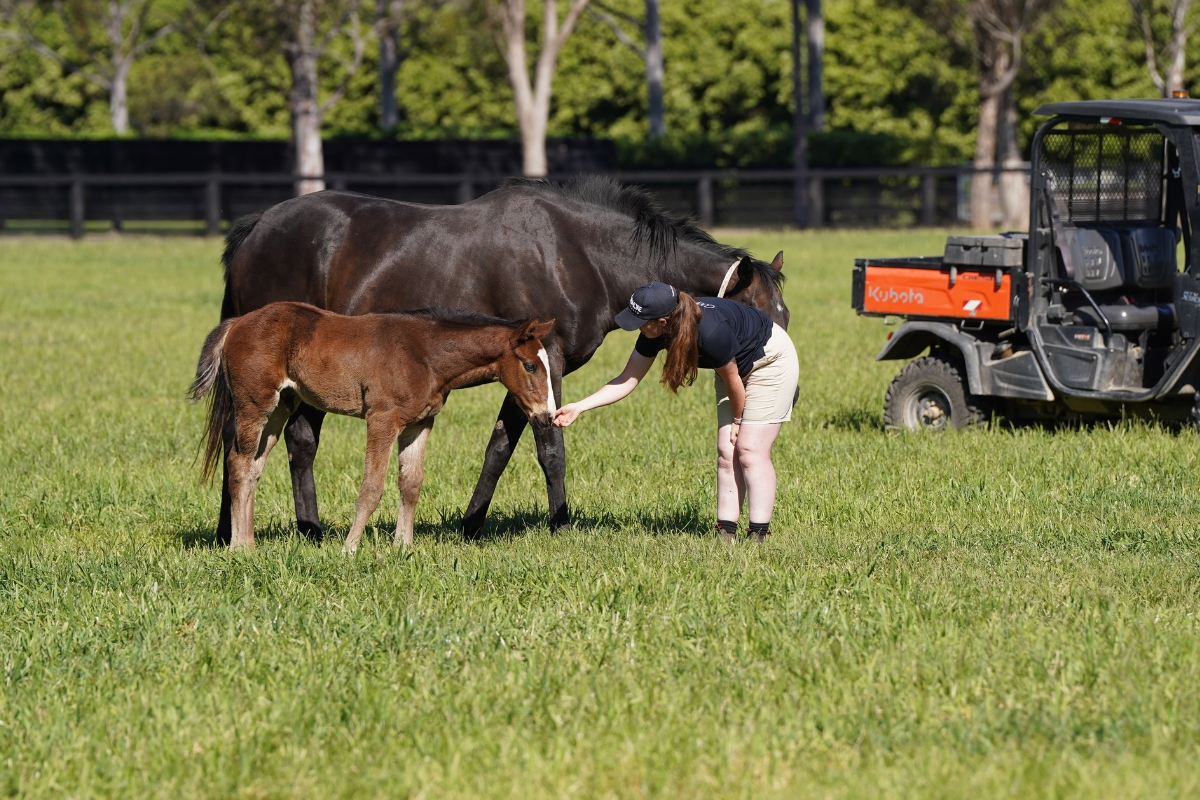 Coolmore Australia Gallery (20)