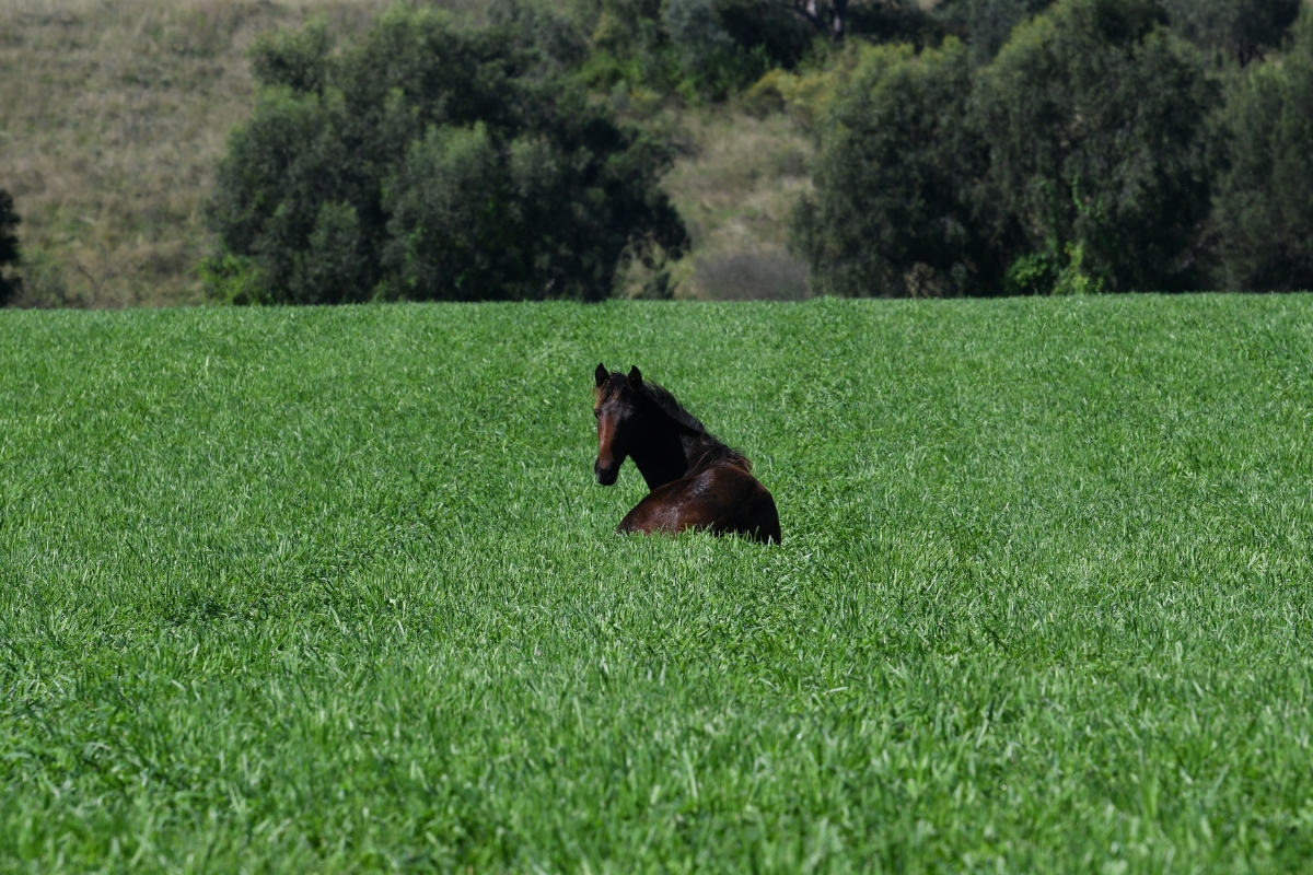 Coolmore Australia Gallery (21)