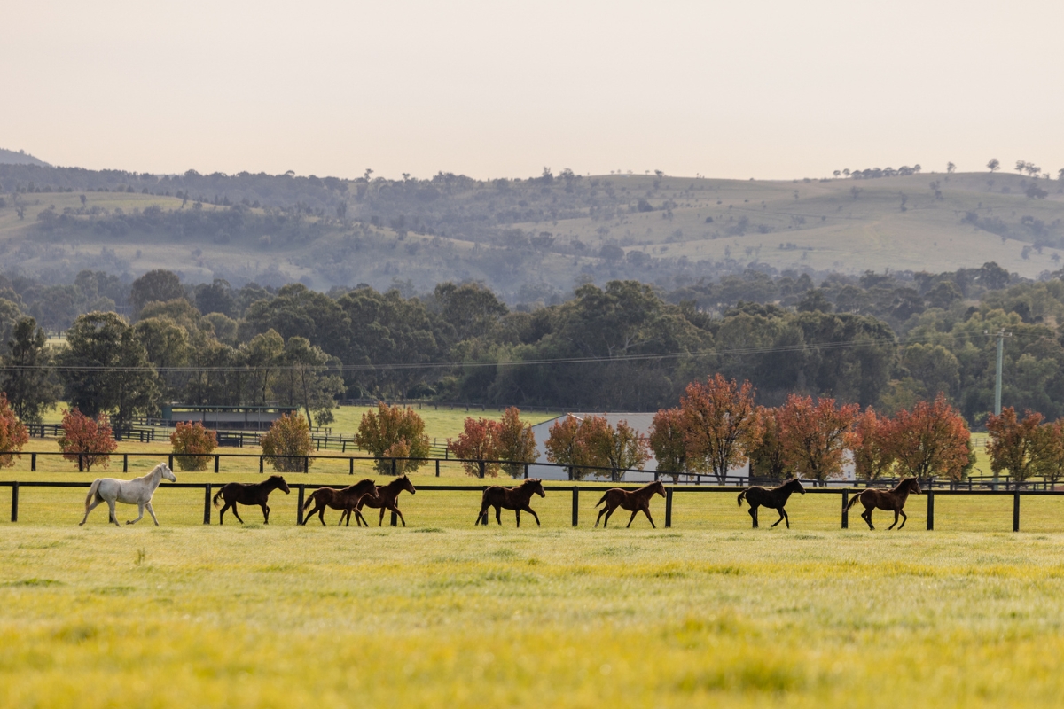 Coolmore Australia Gallery (6)